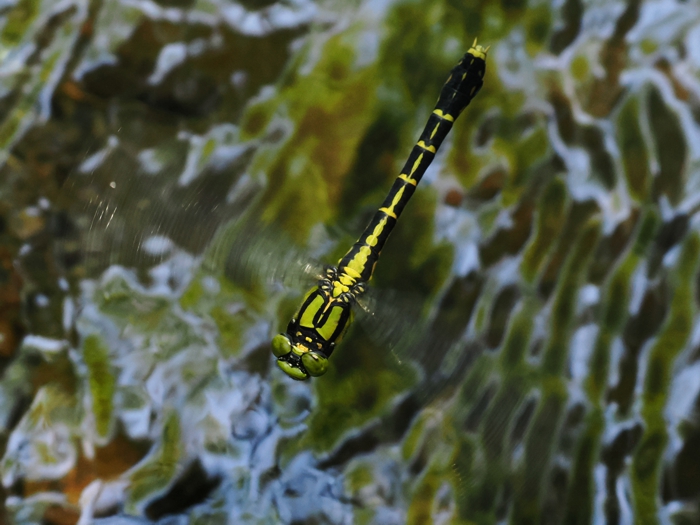 aosanae_P6058318 (2).jpg - 287,552Bytes